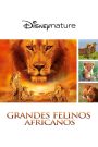 Felinos de África (2010)