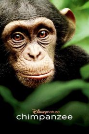 Chimpancés (2012)