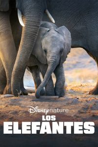 Elefante (2020)