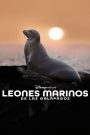 Leones marinos de las Galápagos (2025)